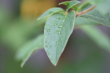water drops on leaf