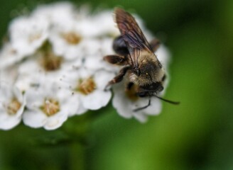 bee on a flower