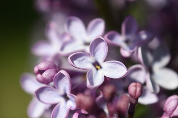 close up of lilac flower