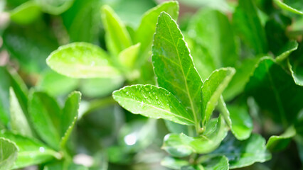 Green fresh tea leaves with dew drops