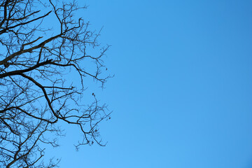Tree against blue sky, low angle view