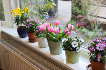 Fototapeta na wymiar Many beautiful blooming potted plants on windowsill indoors