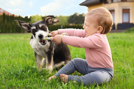Adorable baby and furry little dog on green grass outdoors