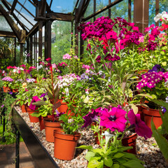 Fototapeta na wymiar Brightly coloured potted flowering plants including petunias, phlox and pericallis cruenta, in the Palm House and Main Range of glasshouses in the Glasgow Botanic Gardens, Scotland UK.