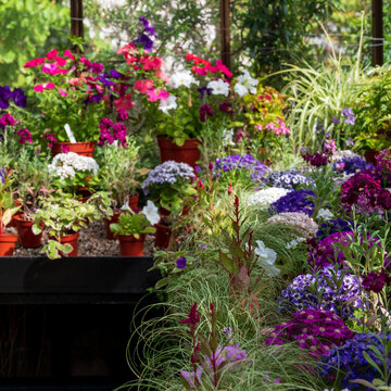 Brightly coloured potted flowering plants including petunias, phlox and pericallis cruenta, in the Palm House and Main Range of glasshouses in the Glasgow Botanic Gardens, Scotland UK.