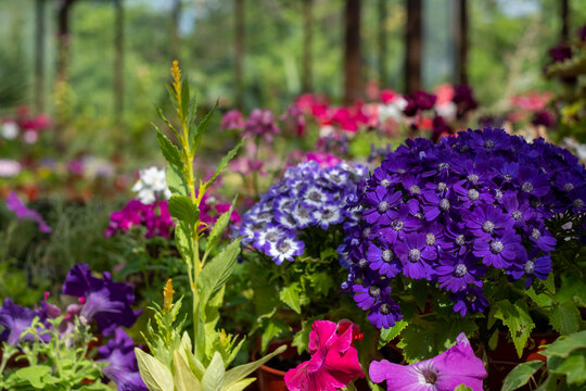 Brightly coloured potted flowering plants including petunias, phlox and pericallis cruenta, in the Palm House and Main Range of glasshouses in the Glasgow Botanic Gardens, Scotland UK.