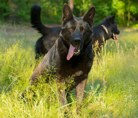 portrait of a black german shepherd on a walk in the forest