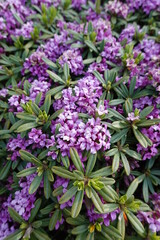 Daphne petraea is a species of shrub in the family Thymelaeaceae.