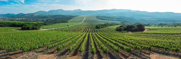 Fototapeta na wymiar Vineyards on the background of mountain slopes near the village of Abrau-Durso, Novorossiysk