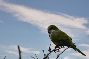 Red parrot, Amazona autumnalis, light green parrot portrait , Detail close-up bird portrait. Bird and pink flower. Tropical nature wildlife scene
