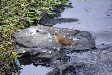 bird drinking water near rocks 2