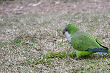 Red parrot, Amazona autumnalis, light green parrot portrait , Detail close-up bird portrait. Bird and pink flower. Tropical nature wildlife scene