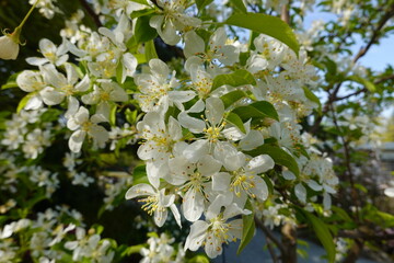 Malus baccata is an Asian species of apple known by the common names Siberian crab apple, Siberian crab, Manchurian crab apple and Chinese crab apple.