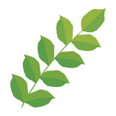 Fototapeta na wymiar green branch with leafs
