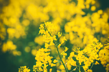 Rapeseed spring flowers