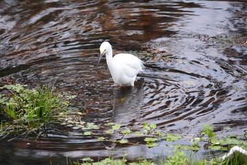 The great egret, also known as the common egret, large egret, or great white egret or great white heron,8