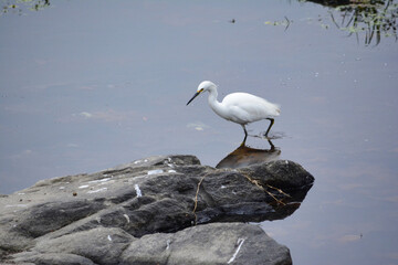 The great egret, also known as the common egret, large egret, or great white egret or great white heron	