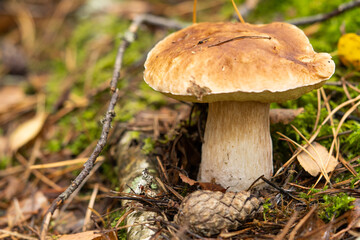 Mushrooms collected in the forest. Mushroom boletus edilus. Popular porcini mushrooms Boletus in the forest.