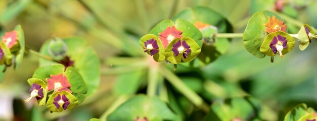 Detalle de una planta de euphorbia characias en primavera