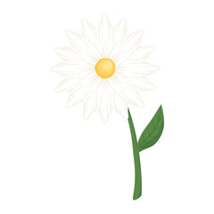 flower daisy with leaf