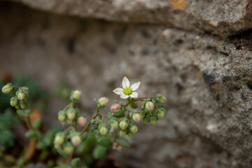 Close up of a little white flower from the Saxifraga with more buds around it. With grey stones and rocks in the background