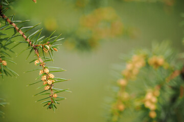 Small juniper flowers on a twig.