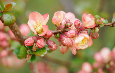 Pink quince blossoms after rain on a twig.