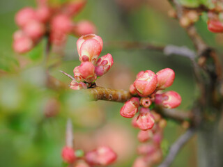 Pink quince blossoms after rain on a twig.