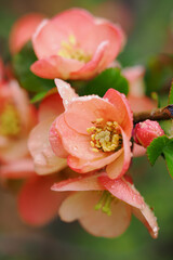 Pink quince blossoms after rain on a twig.
