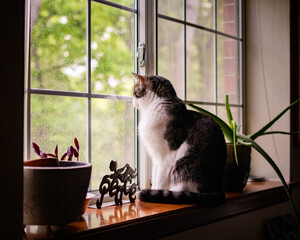 Cat on window in sunlight