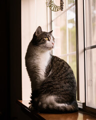 Cat on window in sunlight