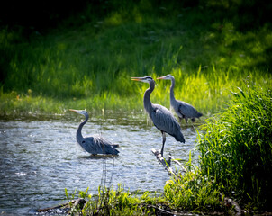 Three great blue herons on a river