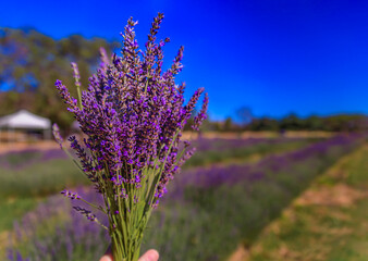 Bouquet of fresh picked blooming lavender in hand with a blurred view of a field ready for harvest on a farm in Vacaville, Northern California