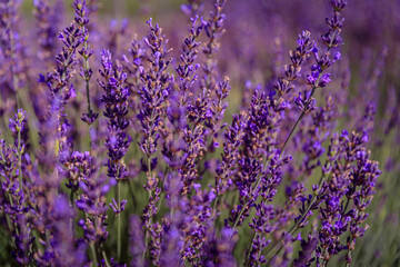 Naklejka premium Lavender field in bloom ready for harvest on a farm in Vacaville Northern California, near San Francisco