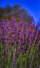 Fototapeta premium Lavender field in bloom ready for harvest on a farm in Vacaville Northern California, near San Francisco