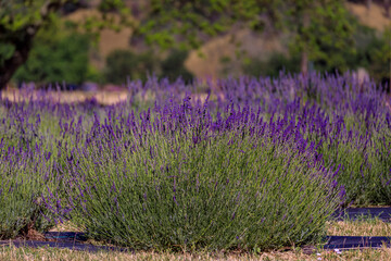 Fototapeta premium Lavender field in bloom ready for harvest on a farm in Vacaville Northern California, near San Francisco