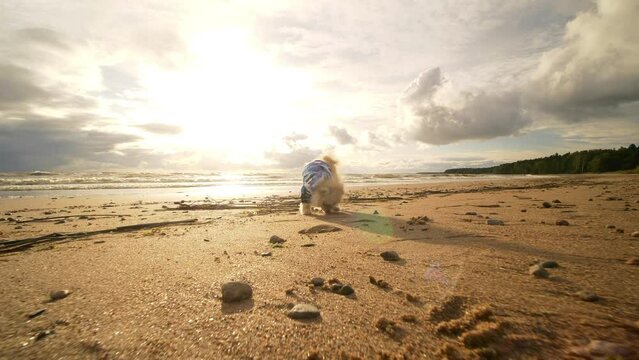 A small dog with a broken paw in a bandage runs along the sandy beach. Health and safety