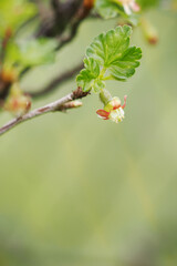 A tiny gooseberry blossom on a twig with a leaf.