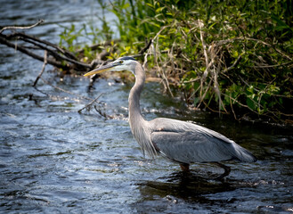 Close-up of a great blue heron on a river with foliage in the foreground