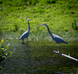 Great blue herons on a river perched and wading