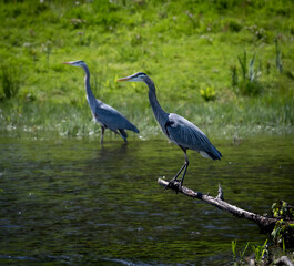 Great blue herons on a river perched and wading