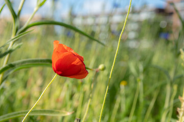 A close up of a bright red poppy in a colorful and green environment with sunshine and blue sky