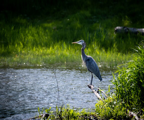 Fototapeta premium Great blue heron perched above a river