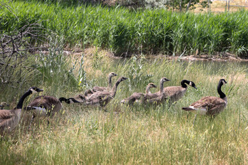 Obraz na płótnie Canvas geese family