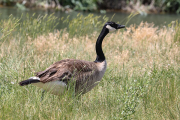 geese family