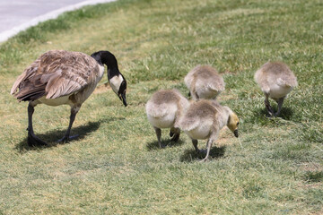 geese family