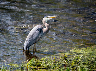 Close-up of a great blue heron on a river with grass in the foreground