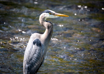 A close-up of a great blue heron on a river