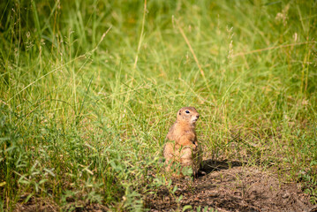 Naklejka na ściany i meble a wild fat pregnant gopher is sitting among the tall grass