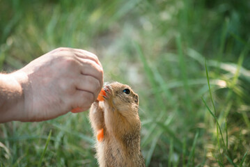 Naklejka na ściany i meble a wild fat cute gopher eats carrots from human hands. close-up